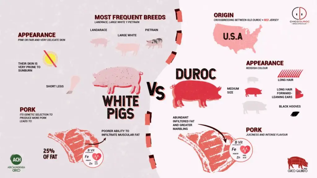 Comparison between Duroc and White breeds of hogs showing how their meat and appearance differ