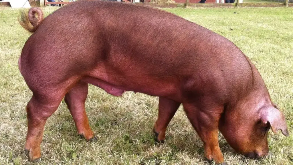 Close up profile view of a Duroc Hog