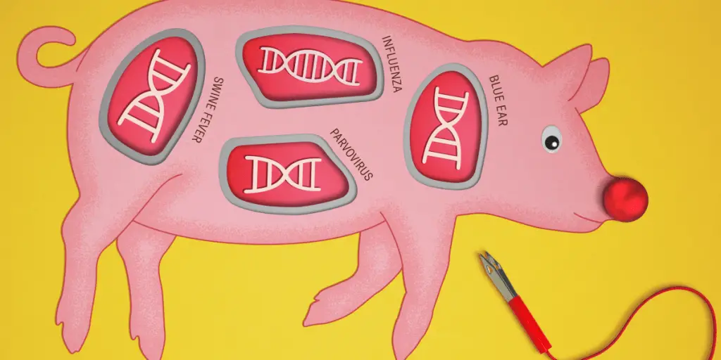 This photo shows a game version of genetic engineering with a pig