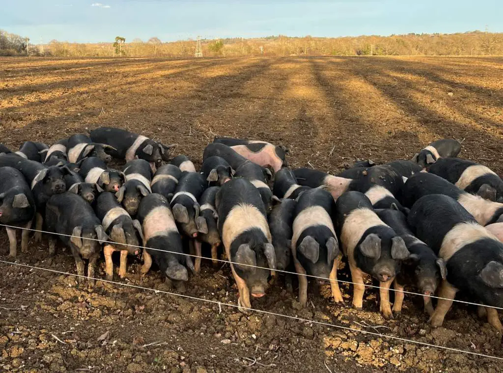 A Herd of Wessex Saddleback Pigs on a Farm