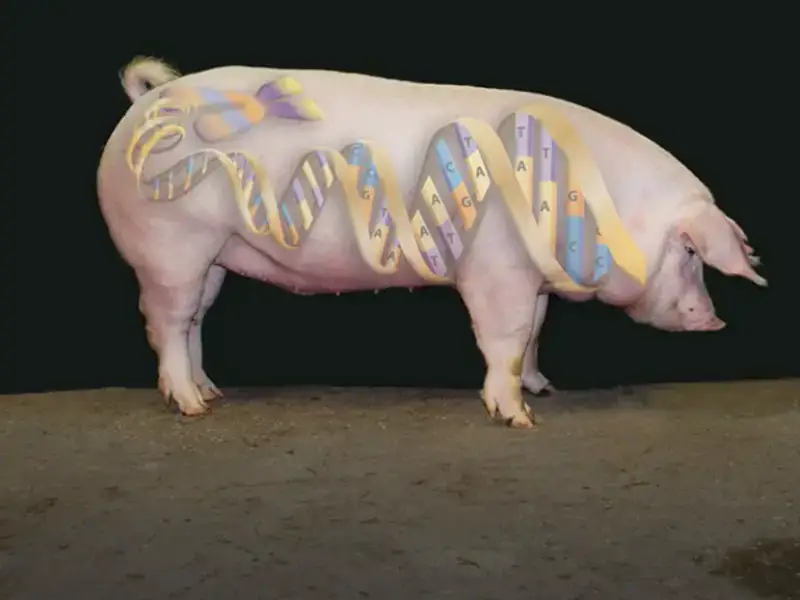 Genetic Engineering: Unlocking the Potential in Pigs