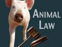 Understanding Taboo & Laws Surrounding Pigs