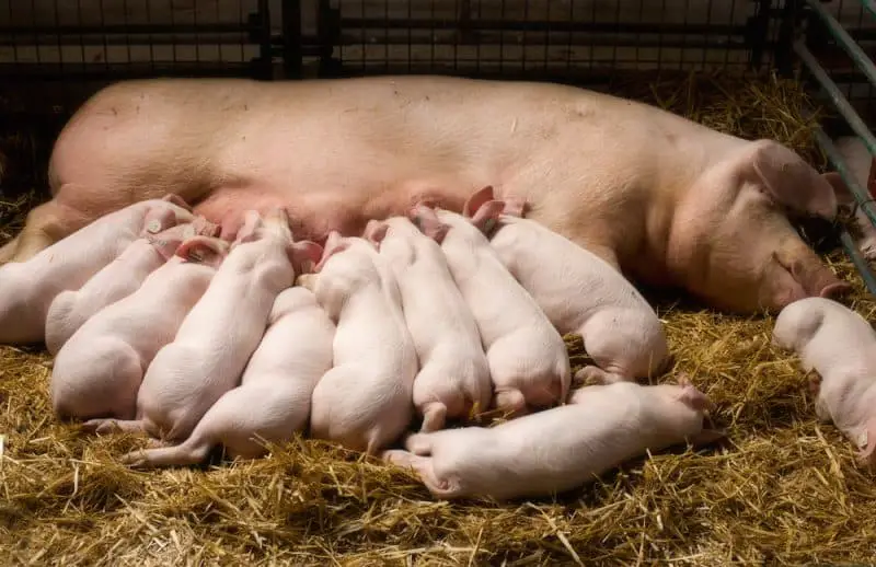 A Large White Pig resting in a pen with her litter