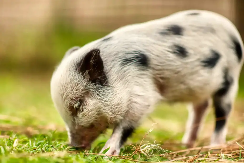 Close up photo of a Juliana pig in a grass field