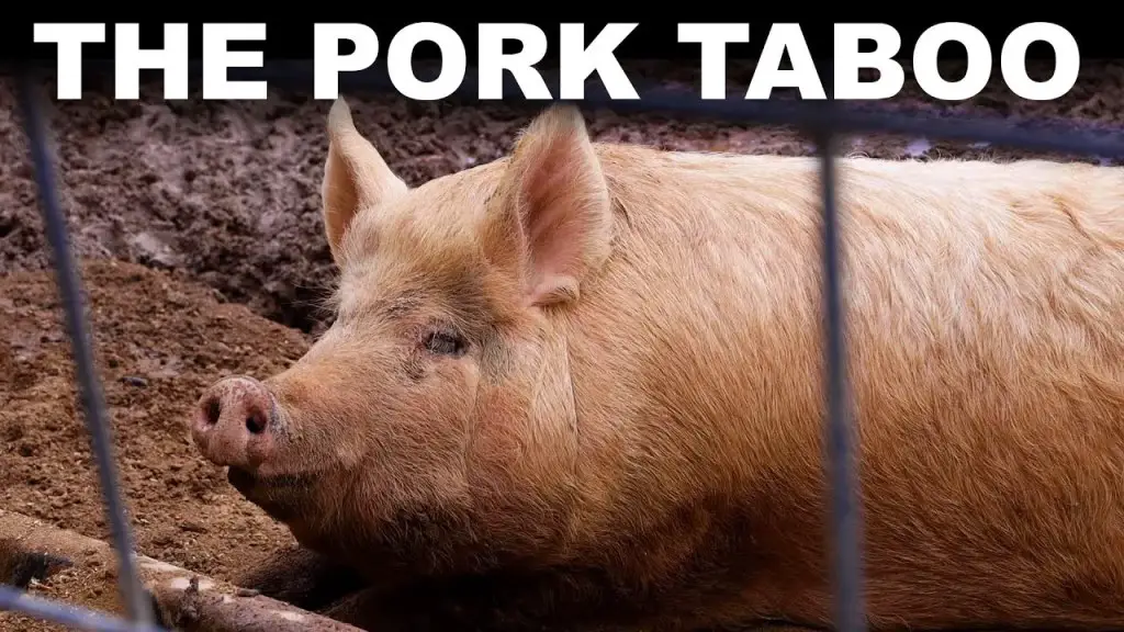 A photo of a pig with the words "The Pork Taboo" above it