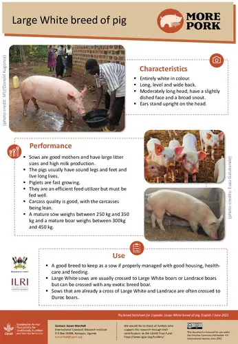 A one sheeter of information covering the Large White Pig breed