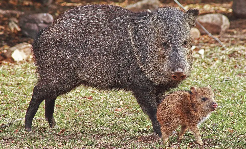 A Javelina pig and one of its offspring