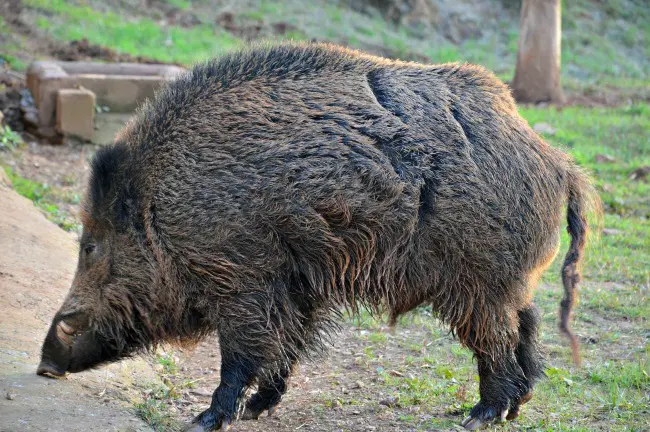 A profile view of a Razorback pig 