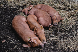 Unearthing the Heritage Of Berkshire Pigs – Pig Pedia